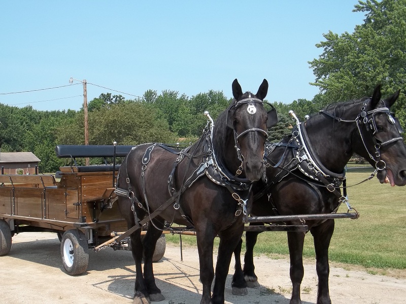 Messersmith Draft Horses, Hampton, Iowa, USA